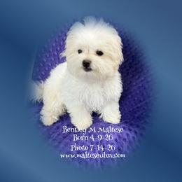 Bentley - White male Maltese puppy in Silverhill, Alabama from Malteseuluv’s Tiny Treasurers