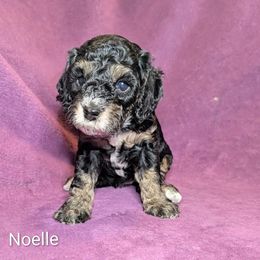 Noelle - Black and tan female Cockapoo puppy in Sunset, Louisiana from Cano Cockapoos