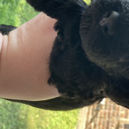 Boy 2 - Poodle puppy in Sherman, Texas from Ruth’s Poodles