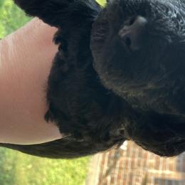 Boy 2 - Poodle puppy in Sherman, Texas from Ruth’s Poodles