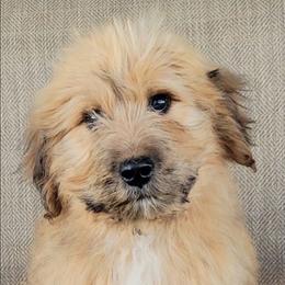 Teddy - Yellow male Australian Shepherd puppy in Limestone, Tennessee from Pilot Hill Teddy Bear Puppies