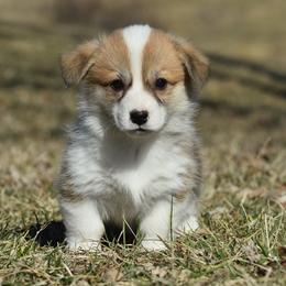 Red Female 1 - Red female Pembroke Welsh Corgi puppy in Kansas City, Missouri from Willow Creek Corgis