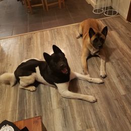 Akita Puppies from Mizuki Akita LLC.