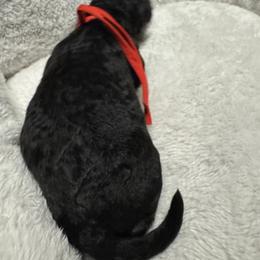 Poppy - Black male Goldendoodle puppy in Charlotte, North Carolina from Hopeful Heart Doodles