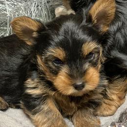 Yorkshire Terrier Puppies from YorkiStars