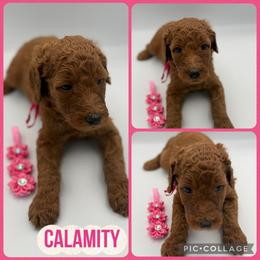 Calamity - Red  female Poodle puppy in Mount Vernon, Illinois from AMC Poodles