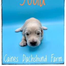 Yoda - Cream male Dachshund puppy in Cincinnati, Ohio from Caines Dachshund Farm