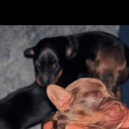 Max - Chocolate and tan male Dachshund puppy in Los Angeles, California from Mini Doxies R Us