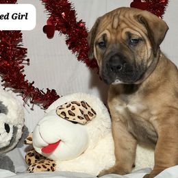Girl 5 - Boerboel puppy from Brickhouse Boerboels
