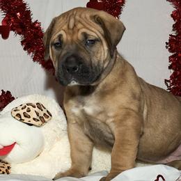 Girl 5 - Boerboel puppy from Brickhouse Boerboels