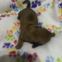 Reba M - Red female Dachshund puppy in Wesley Chapel, Florida from Russell Lee Overton