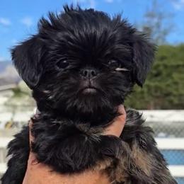 Stevie - Belge female Brussels Griffon puppy in Yucaipa, California from Griffs & Giggles Ranch - The Cortez Family