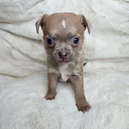 Pumpkin - Blue female Chihuahua puppy in El Paso, Texas from JVJ Chihuahua