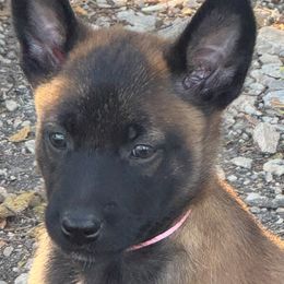 Female - confident - perfect personality - Fawn female Belgian Malinois puppy in Dallas, Texas from OreVis Malinois