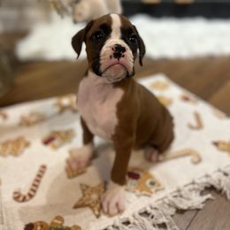 Female 3 - Fawn female Boxer puppy in Prestonsburg, Kentucky from Bre’s Boxers