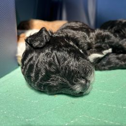 Poodle Puppies from Reuter Clan Poodles