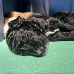 Poodle Puppies from Reuter Clan Poodles