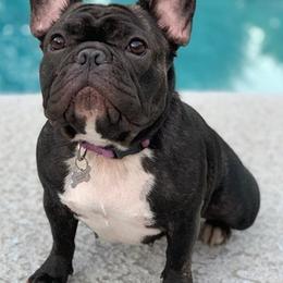 French Bulldogs from Rennison