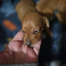 Rusty - Red male Dachshund puppy in Edinburg, Virginia from Hunter Lane Dachshunds