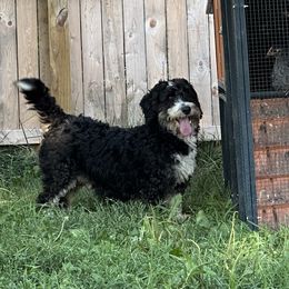 oreo - Bernedoodle