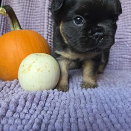 McGriddle - Black and tan female French Bulldog puppy in Asheville, North Carolina from MTO KENNELS