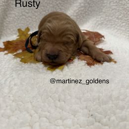 Rusty - Golden male Golden Retriever puppy in Victorville, California from Martinez Goldens