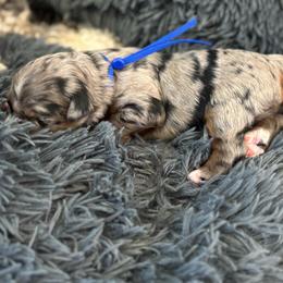 Benny - Merle male Bernedoodle puppy in Venice, Florida from Sixlittles and Bernedoodles