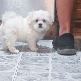 Tango - White male Mal-Shi puppy in Belleville, Michigan from Michigan Maltese Puppies