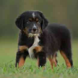 Grindylow - Black tri male Miniature Australian Shepherd puppy in Hartman, Arkansas from Southern Edition Aussies