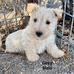 Doc (Gray) - Wheaten male Scottish Terrier puppy in Chattanooga, Oklahoma from Lottie Dottie Scottie’s and Papillons