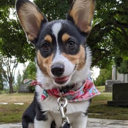 American Corgis from Currin Corgis