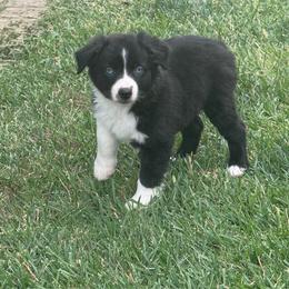 Pirate - Black & white male Miniature Australian Shepherd puppy in California from Eagle River Aussies
