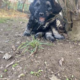 Schnoodle Puppies from Bentley's Beloved Paws