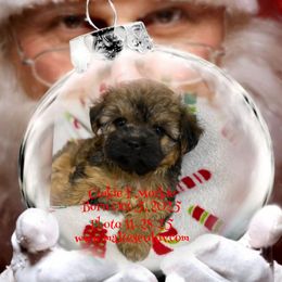 Cookie F Morkie - Black and gold female Morkie puppy in Silverhill, Alabama from Malteseuluv’s Tiny Treasurers