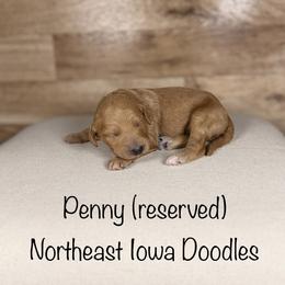 Penny - Apricot female Goldendoodle puppy in Cedar Falls, Iowa from Northeast Iowa Doodles