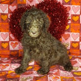Aussiedoodle and Poodle Puppies from Waterford Doodle Farm