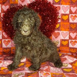 Aussiedoodle and Poodle Puppies from Waterford Doodle Farm