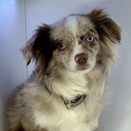 Sally - Toy Australian Shepherd