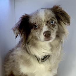 Sally - Toy Australian Shepherd