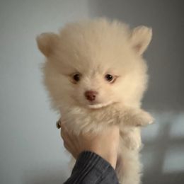 Toasted - Cream male Pomeranian puppy in Minooka, Illinois from Sheree’s Pomeranians