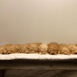 Goldendoodle Puppies from Knox Family Goldens & Doodles
