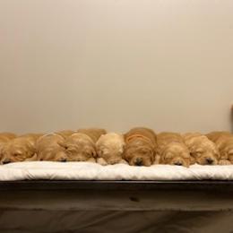 Goldendoodle Puppies from Knox Family Goldens & Doodles