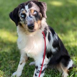 Gracie - Miniature Australian Shepherd