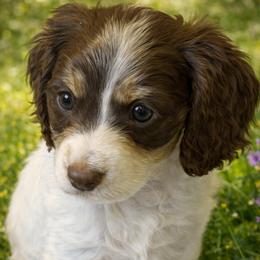Giselle 3000.00 - Chocolate and tan female Dachshund puppy in Albany, Wisconsin from Deglow’s Doxies