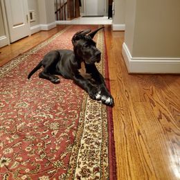 Great Dane and Yorkshire Terrier Puppies from Chuck City Danes