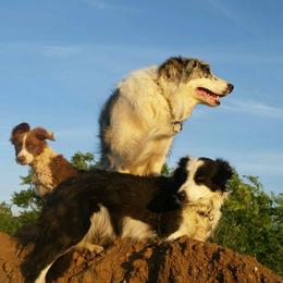 Border Collie puppies from Dog Pond Border Collies