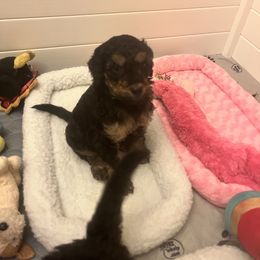 Goldendoodle Puppies from Fishermen’s Doodles