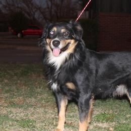 Australian Shepherds from KNRE Aussies