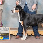 Greater Swiss Mountain Dogs from Majestic Woods Swisses