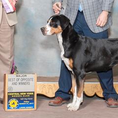 Greater Swiss Mountain Dogs from Majestic Woods Swisses